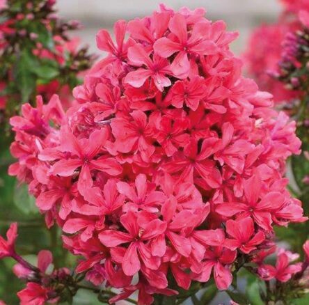 Floksis 'Cleopatra' (pieejams no jūnija)